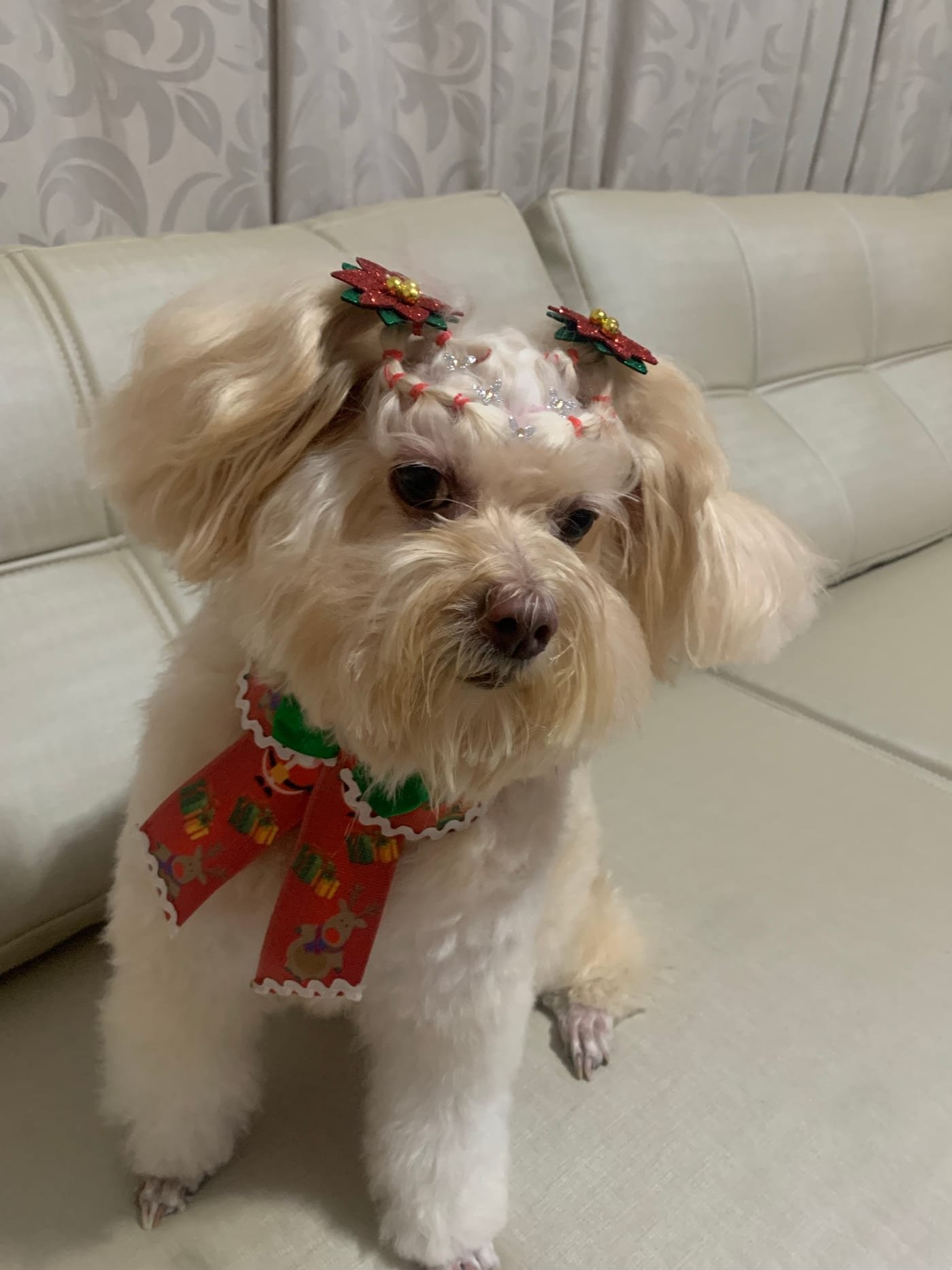 Pet transportado com segurança no Asas Drive